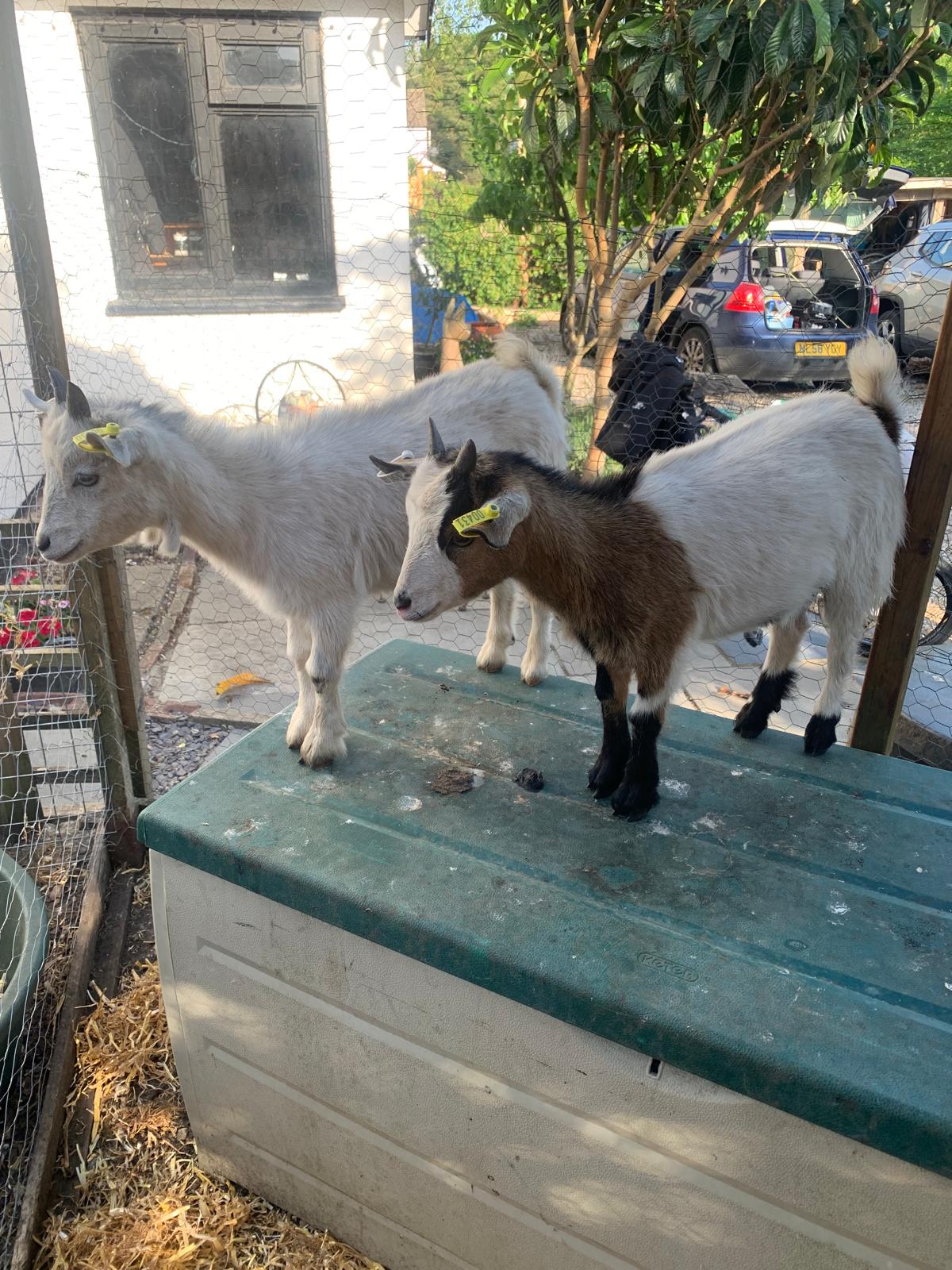 Animal therapy at Olive Branch Consulting