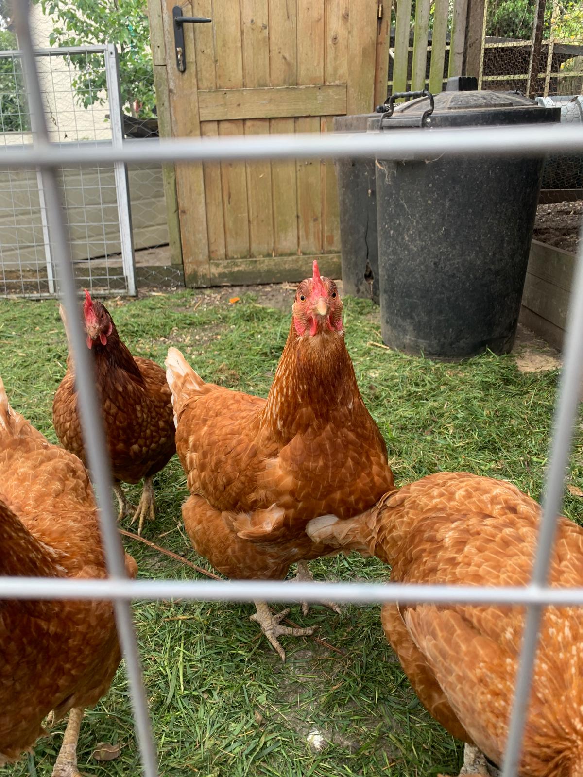 Animal therapy at Olive Branch Consulting