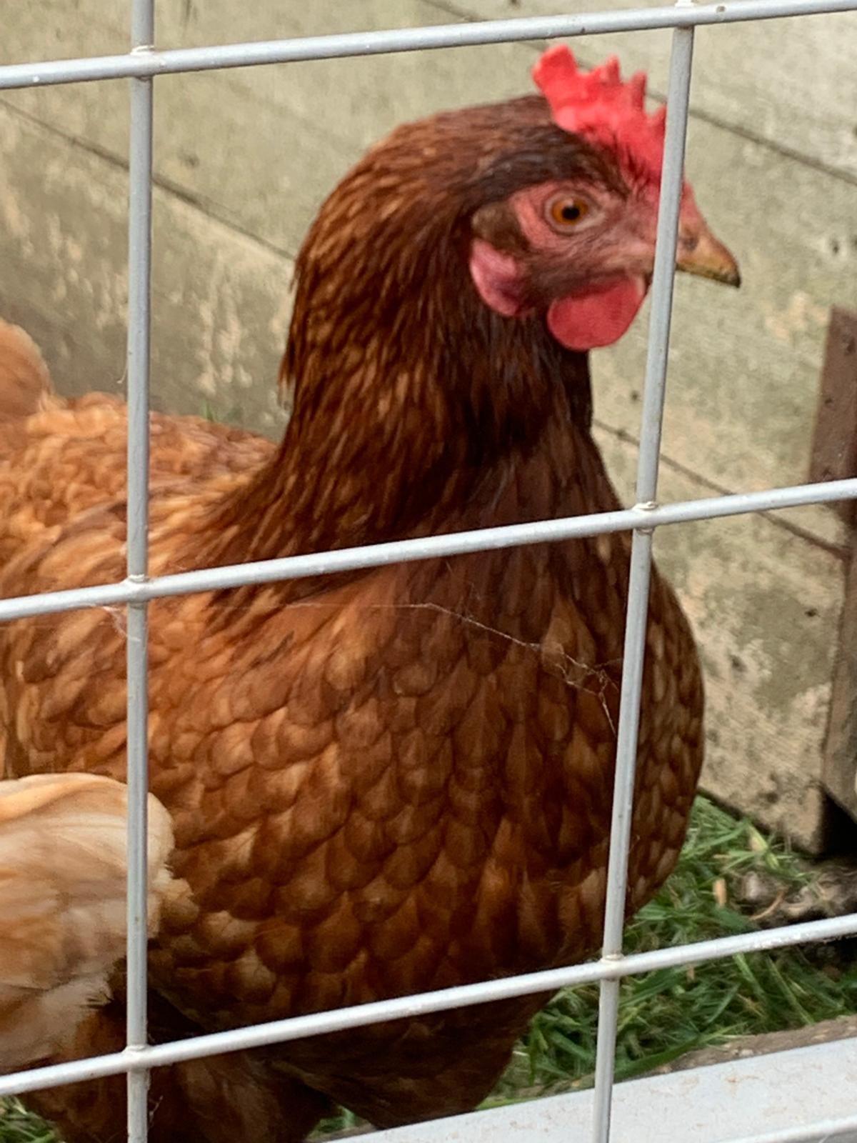 Animal therapy at Olive Branch Consulting