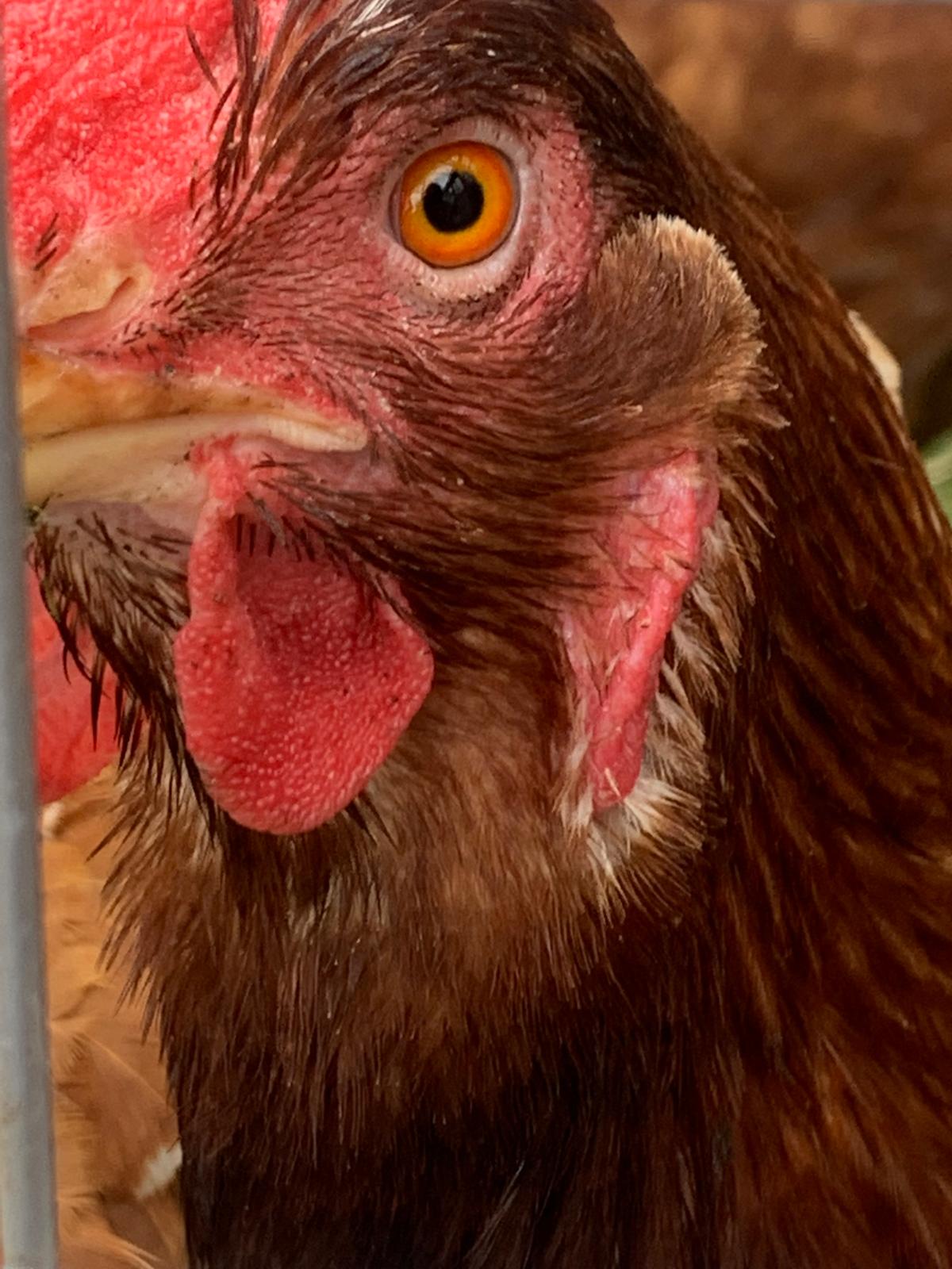 Animal therapy at Olive Branch Consulting