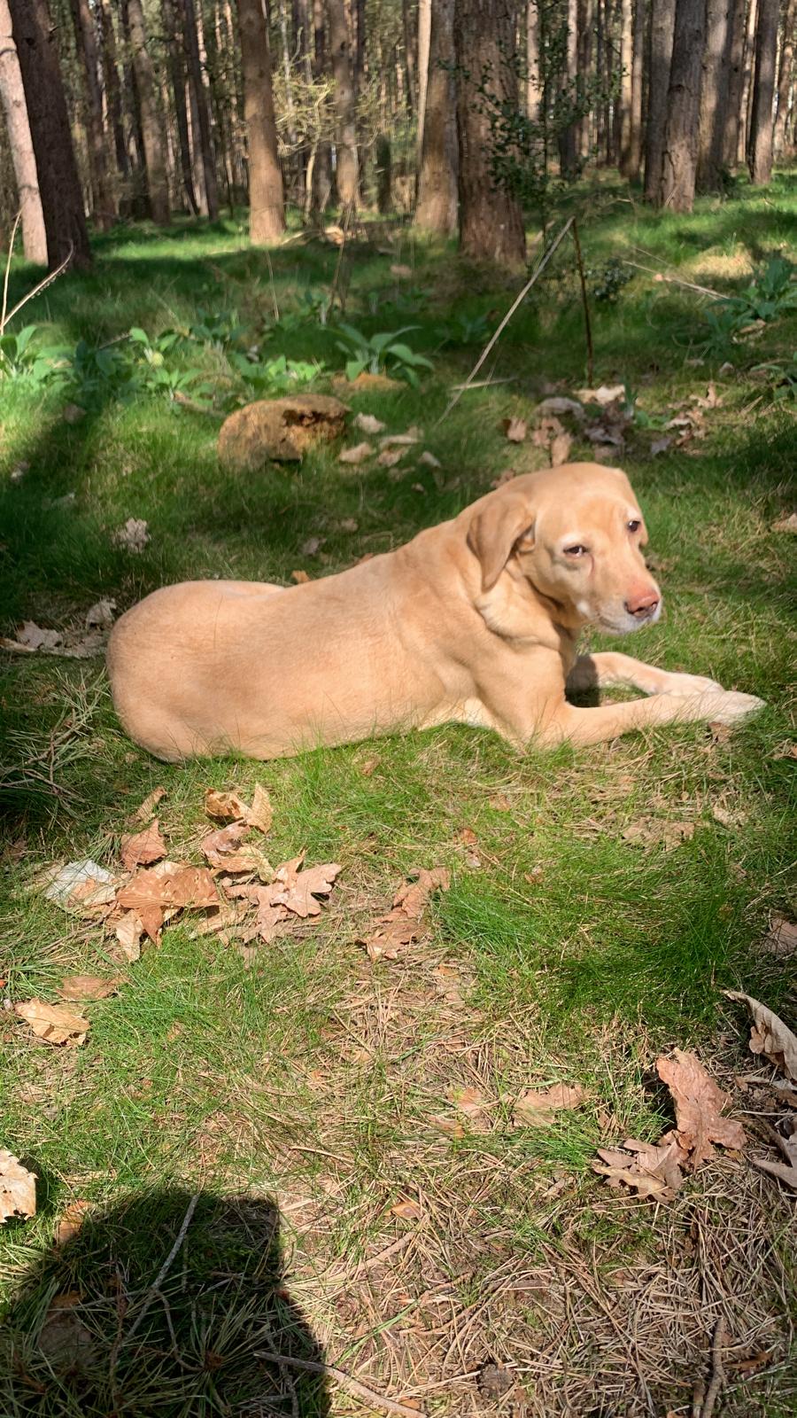 Animal therapy at Olive Branch Consulting