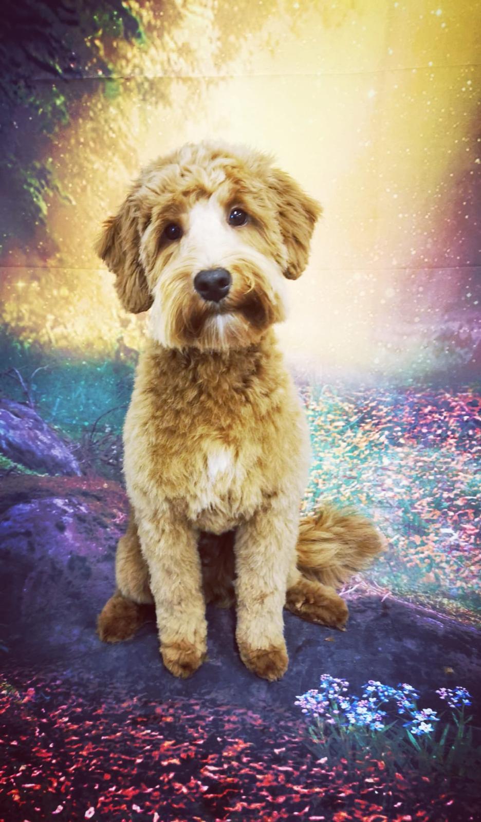 Animal therapy at Olive Branch Consulting